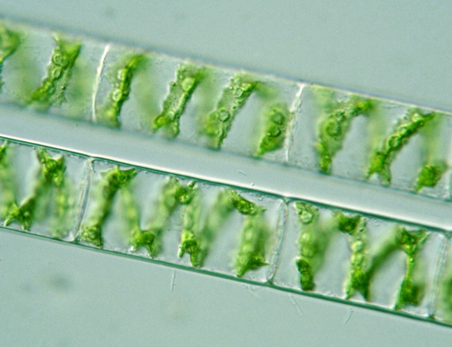 Spirogyra varians