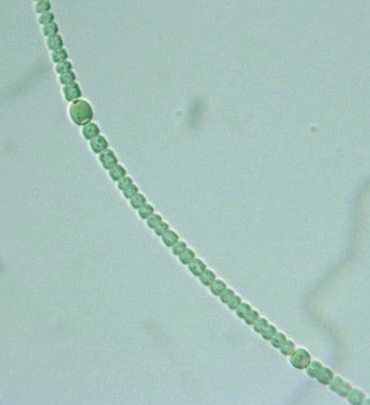 anabaena algae