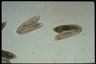 Paramecium caudatum