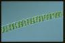 Spirogyra