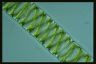 Spirogyra