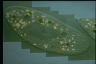 Paramecium caudatum, intact cells