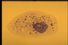 Paramecium caudatum, Cells stained with Azure C