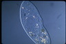 Paramecium caudatum, intact cells