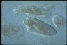 Paramecium caudatum, macronuclear inclusion body
