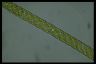 Spirogyra