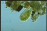 Paramecium bursaria