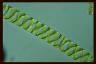 Spirogyra