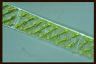 Spirogyra