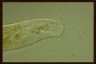 Uroleptopsis