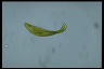 Euglena spirogyra