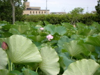 nX Nelumbo nucifera