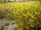 O[p[N ME Forsythia viridissima