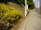 ȊwLO ME Forsythia viridissima