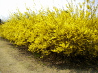 ME Forsythia suspensa