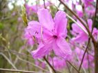 ~coccW Rhododendron dilatatum