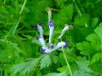 TLP}@Corydalis incisa