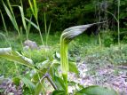 qneiVE Arisaema amurense