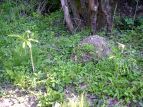 qneiVE Arisaema amurense