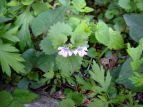 JLhIV Glechoma hederacea