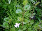 JLhIV Glechoma hederacea