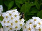 Rf} Spiraea camtoniensis