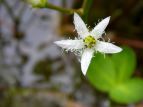 r ~cKV Menyanthes trifoliata