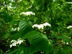 ~}K}Y~ Viburnum wrightii