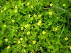  wrC`S Duchesnea chrysantha