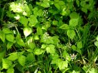 Y_NV Tiarella polyphylla