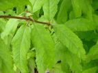 coqh Eupatorium chinense