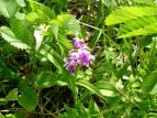 nNT`h Dactylorhiza aristata