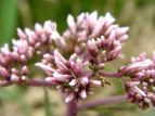 coqh Eupatorium chinense