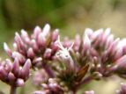 coqh Eupatorium chinense