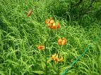 N} Lilium medeoloides