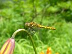 ALAJl Sympetrum frequens