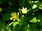 ^}KzggMX Tricyrtis latifolia