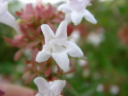nicNolEcM Abelia grandiflora