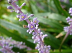 u Liriope muscari