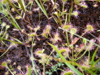 EZSP Drosera rotundifolia