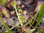 EZSP Drosera rotundifolia