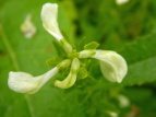 G]VIK} Pedicularis yezoensis