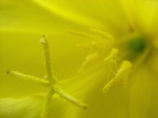 II}cCOT Oenothera erythrosepala