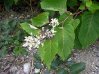 IIC^h Polygonum sachalinense