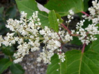 IIC^h Polygonum sachalinense