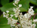 IIC^h Polygonum sachalinense