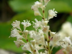 IIC^h Polygonum sachalinense