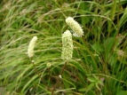 VoigEE`\E Sanguisorba albiflora