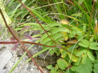 VoigEE`\E Sanguisorba albiflora