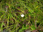 Eo`\E Parnassia palustris